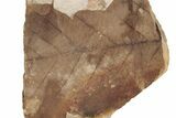Fossil Leaf (Fagus) - McAbee, BC #226101-1